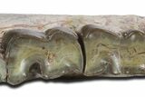 Fossil Running Rhino (Hyracodon) Jaw Section - South Dakota #355974-4